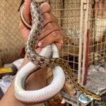 Snake rescue